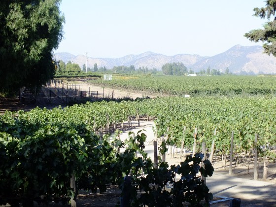 The beautiful Concha y Toro winery. Their wines are readily available in US as you no doubt know.