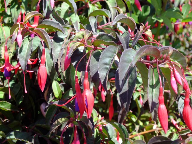 Antarctica Part 1 377