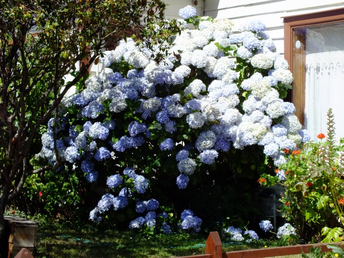 Great place to grow hydrangea!