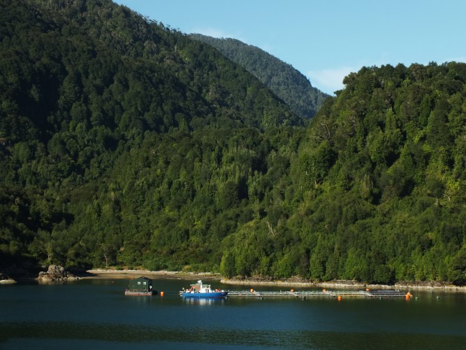 This is also the beginning of the area where you find salmon farms, a growing part of the Chilean economy. 