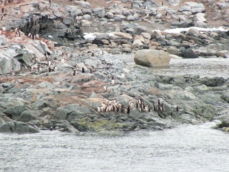 Antarctica Part 1 1484