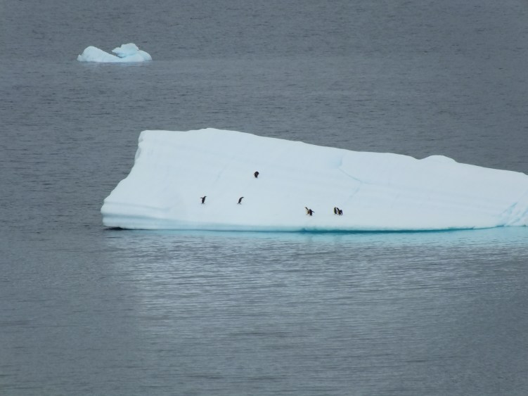 Antarctica Part 1 1576