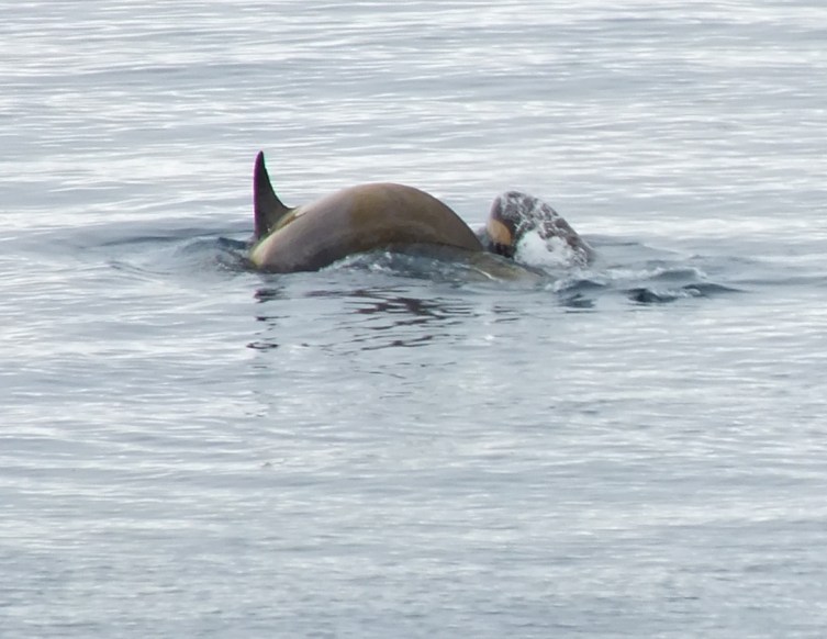 Antarctica Part 1 1673_edited-1