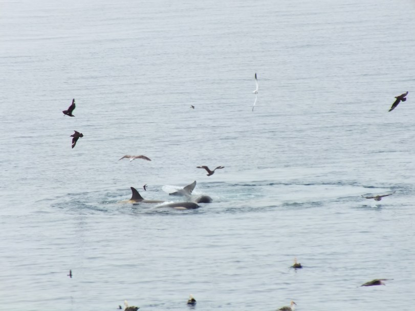 Antarctica Part 1 1715