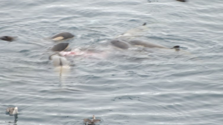 Antarctica Part 1 1789