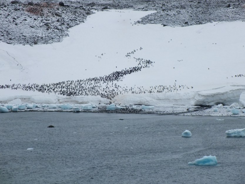 Antarctica Part 1 2139