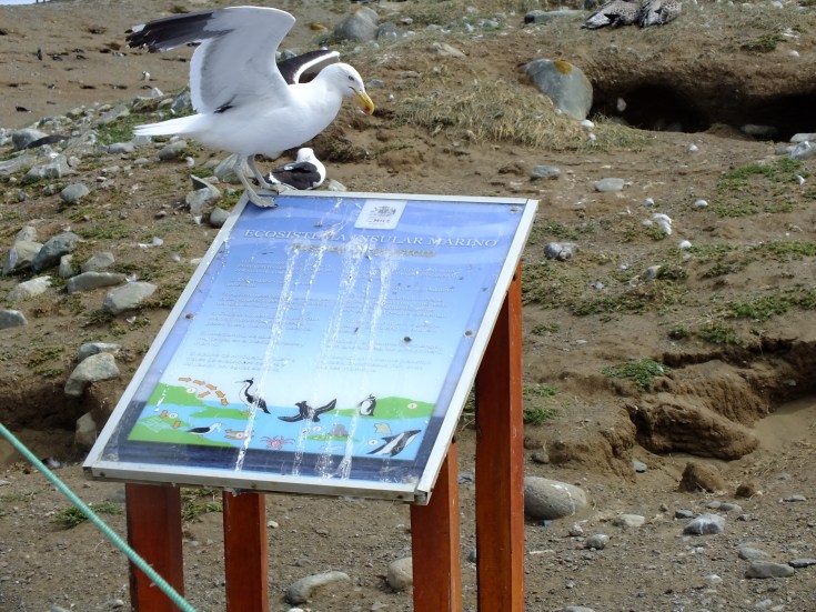 Antarctica Part 1 874