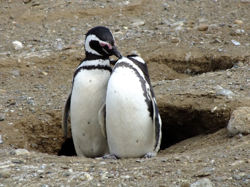 Antarctica Part 1 876