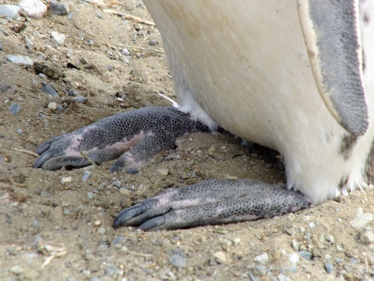 Antarctica Part 1 877