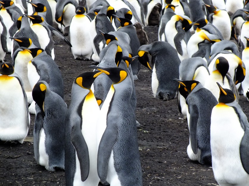 Antarctica Part 2 088