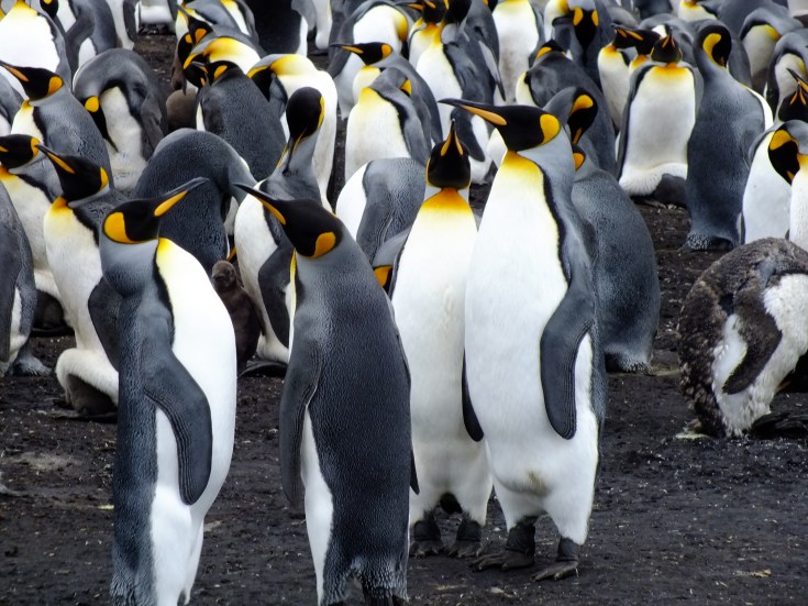 Antarctica Part 2 092