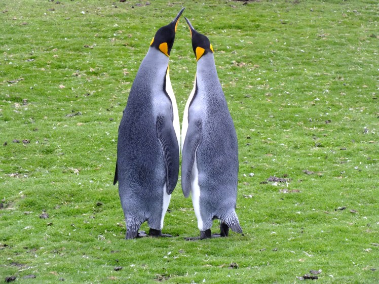 Antarctica Part 2 113