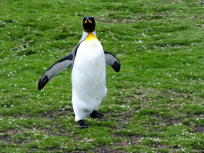 It's good to be King!