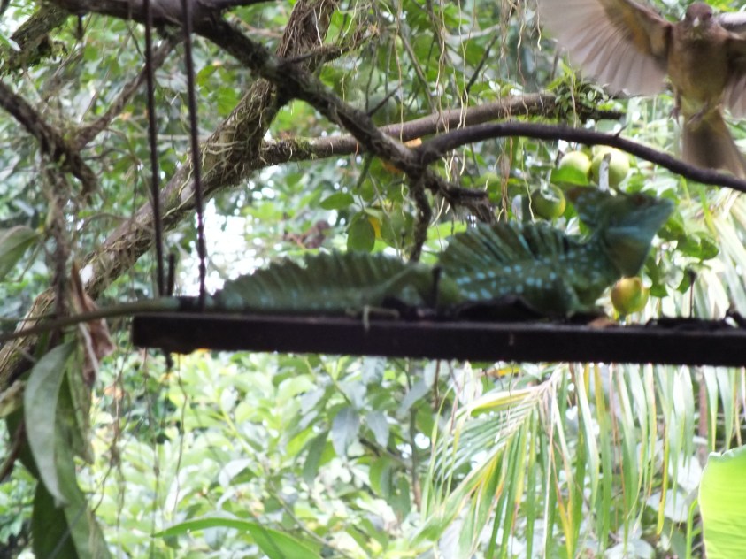 DSCF5015 - Copy - Copy - Copy - Copy